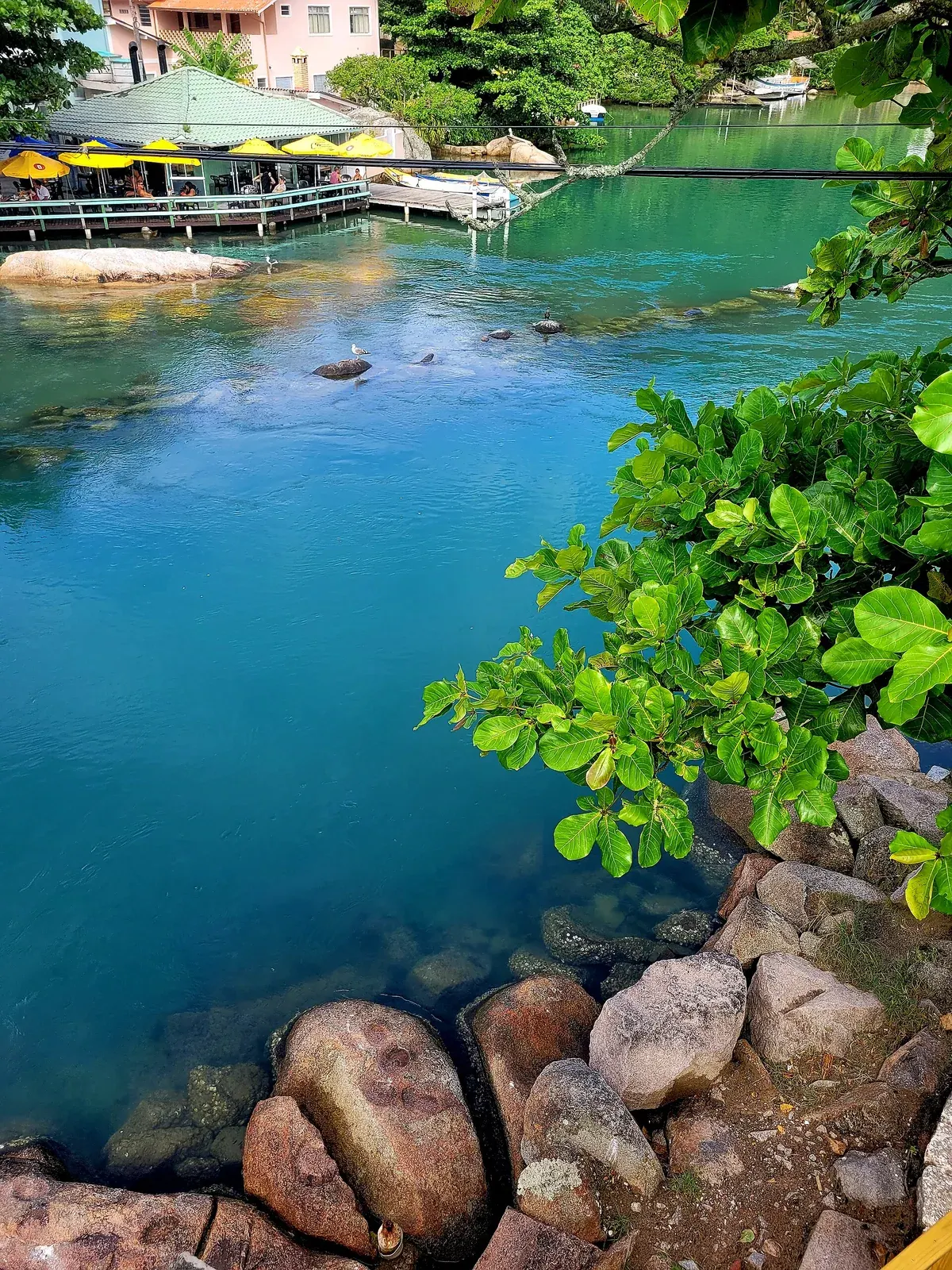 Água azul e vegetação na paisagem da Barra da Lagoa, em Florianópolis.